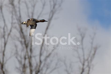 Male Green-Winged Teal Flying In A Cloudy Sky Stock Photo | Royalty ...