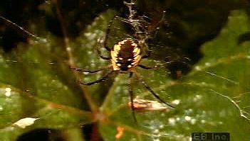 Spider - Reproduction, Life Cycle, Molting | Britannica