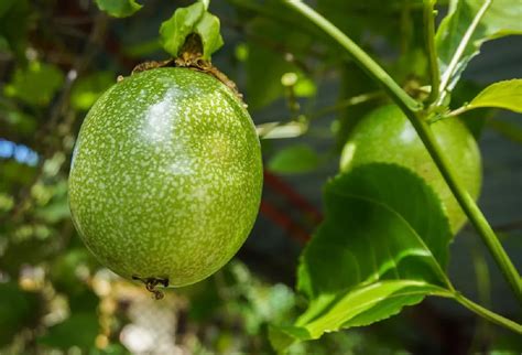 Passion Fruit Vines For Sale Buying Growing Guide Trees