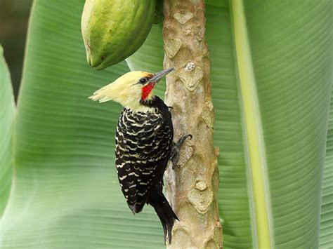 Foto pica pau de cabeça amarela Celeus flavescens Por Jose G