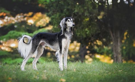 L Vrier Persan Ou Saluki Caract Re Ducation Sant Prix Race De