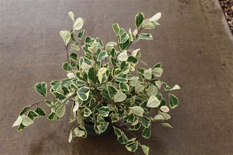 Ficus Triangularis Var Tri State Foliage In House Availability