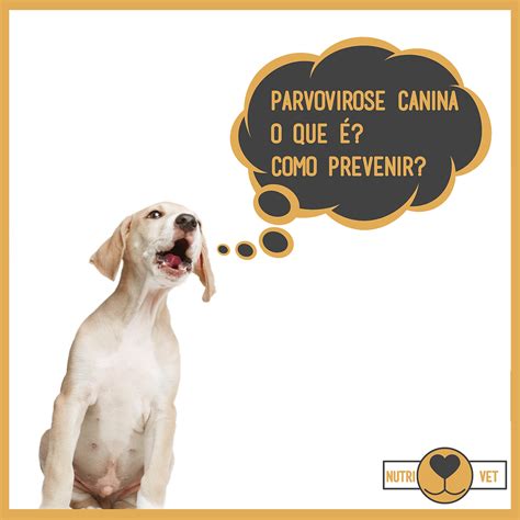 Parvovirose canina o que é e como prevenir