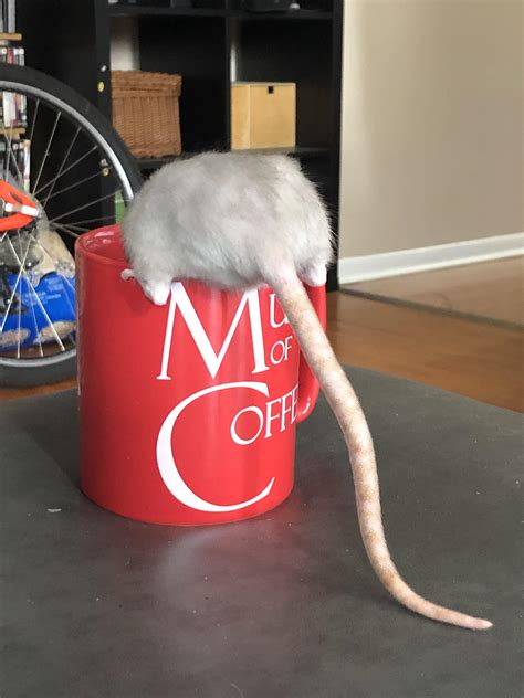 Mug Of Rat Rrats