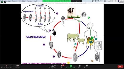 CICLO BIOLOGICO DE FASCIOLA HEPATICA YouTube