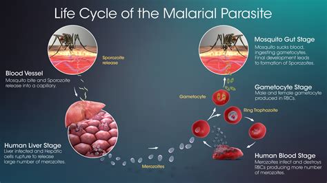 Life Cycle Of Malaria Parasite Diagram