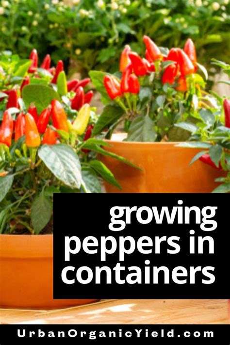 growing peppers in containers with text overlay