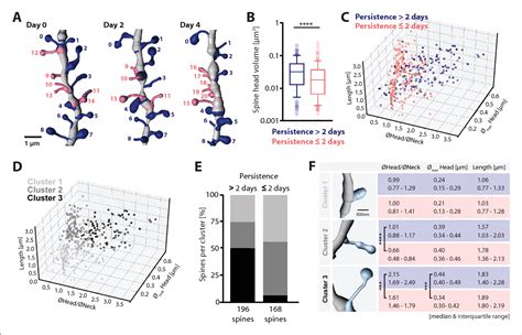 Figure From Chronic P Sted Imaging Reveals High Turnover Of