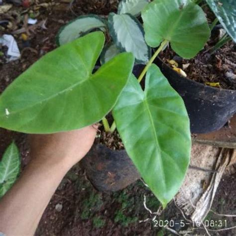 Jual Tanaman Hias Alocasia Macrorrhiza Sente Hijau Alocasia