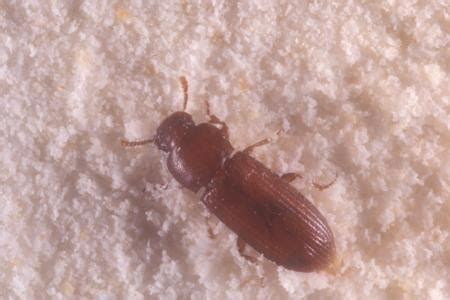 Confused Flour Beetle: Identification, Life Cycle, Facts & Pictures