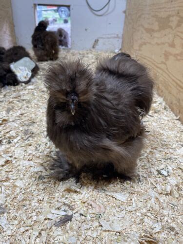 Fertile Silkie Chicken Hatching Eggs Ebay