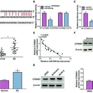 Ctnnd Was A Target Of Mir P A The Predicted Binding Sites