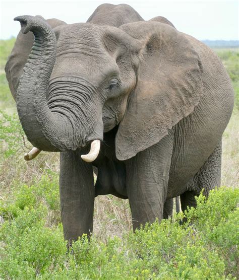 Day Savanna Elephant Loxodonta Africana Female Flickr