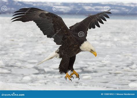 Bald Eagle catching fish stock photo. Image of leucocephalus - 13081852