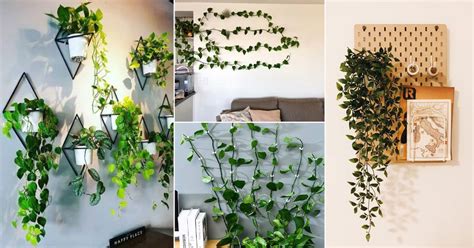 16 Intelligent Tips To Vine Trailing Houseplants On Walls