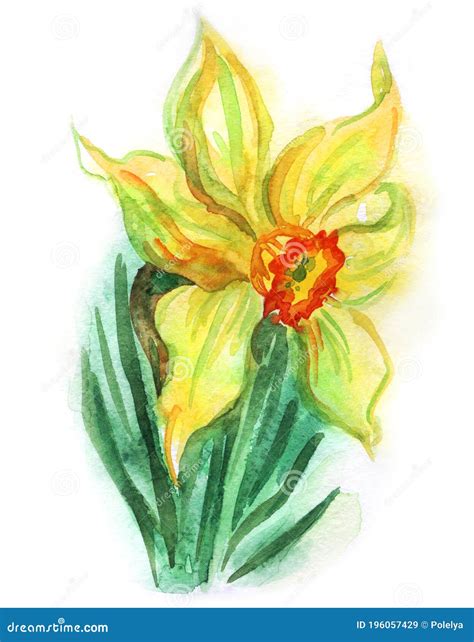 Yellow Daffodil, Watercolor Drawing, Wells National Flower ...