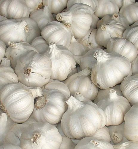 Fresh Garlic Lassun At Rs 50000 Ton Fresh Garlic In Nagpur Id 20158184348