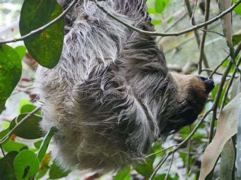 Sloth Animal Hanging On Tree Sloths Are A Group Of Arboreal