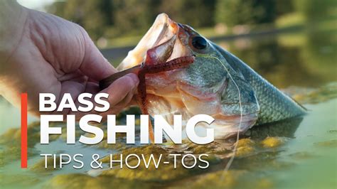 bass fishing tips  tos