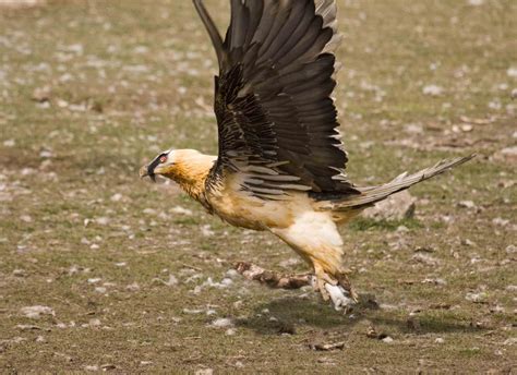 Trauerkraut On Twitter My Today S Birdsofprey Are Bearded Vultures