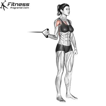 Shoulder & Traps » Workout Routine Created By Darren Fallon