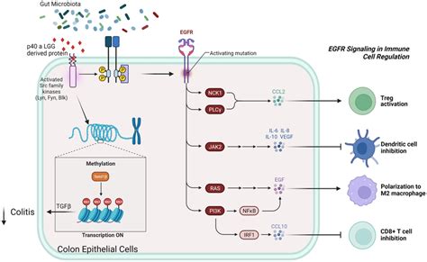 The Gut Microbiota Secrete Postbiotics Induced Signalling In Iecs The Download Scientific