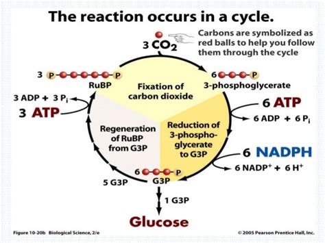 Photosynthesis process, Sucrose formation