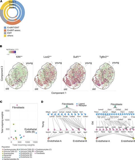 Jci Insight Transcriptional Heterogeneity Of Fibroblasts Is A