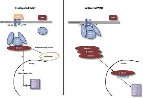 The Canonical Wntβ Catenin Pathway Inactivated Wnt Under Physiologic Download Scientific