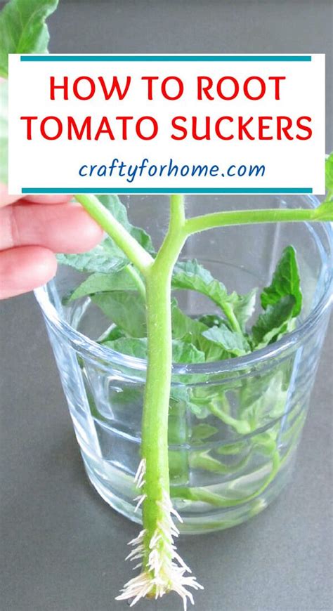 How To Root Tomato Plants From Cuttings Artofit