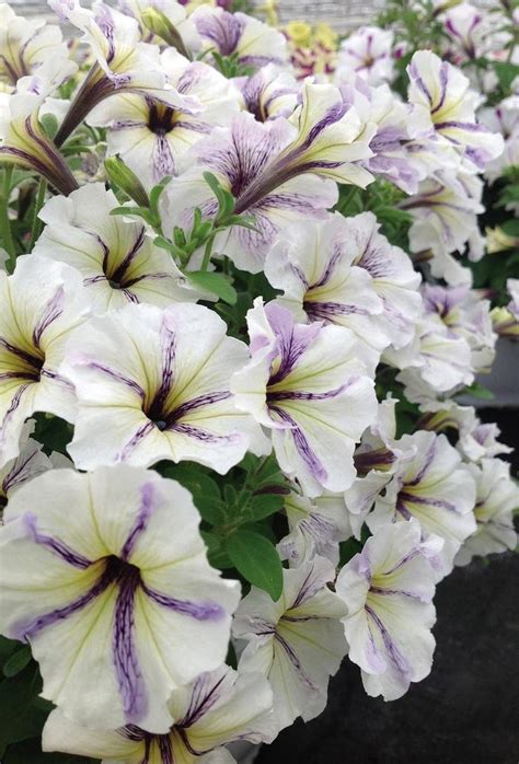 Petunia Crazytunia Cloud Petunia Garden Center Marketing