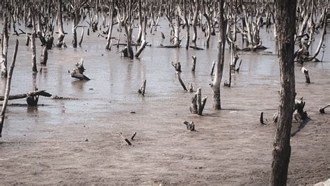 Destroyed Mangrove Forest Scenery Destroyed Mangrove Forest Is An Ecosystem Care Mangrove