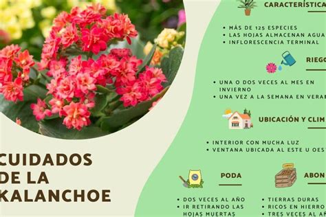 Gu A Completa De Cuidados Y Beneficios De La Planta Kalanchoe Eco