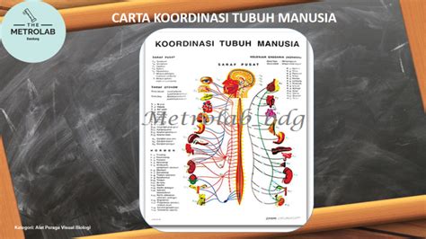 Carta Poster Koordinasi Tubuh Manusia Chart The Human Coordination