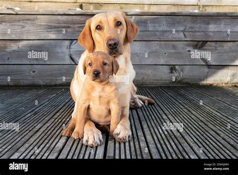 Yellow Labrador Dog And Five Week Old Puppy Stock Photo Alamy