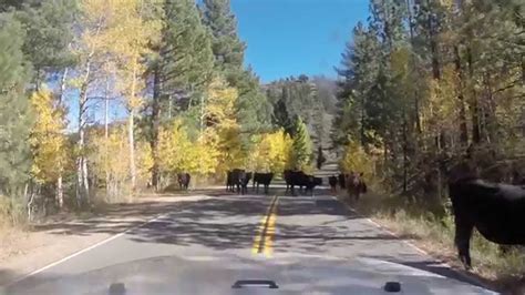 Fall On The Ebbetts Pass Scenic Byway Youtube