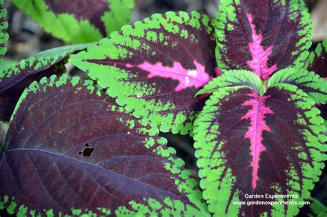 Coleus Colorful Shade Plants Easily Grown From Seed Or Cuttings