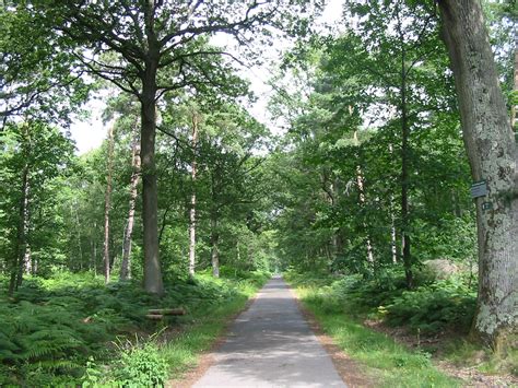 La Forêt de Sénart chargée dhistoire Vigneux