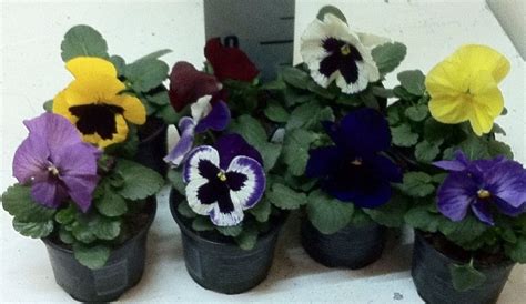 Viola Mix — Plant Wholesale Floraccess