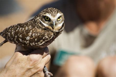 Downtown Owls, Spring 2018 | Rio Salado Audubon Center