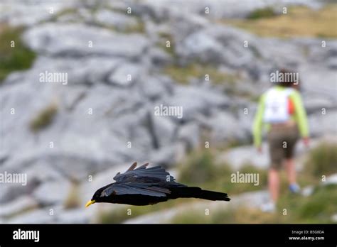 Chough bird hi-res stock photography and images - Alamy