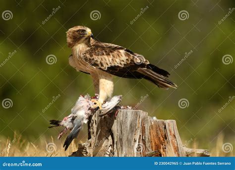 Eagle with Its Prey in Its Hunting Territory Stock Image - Image of ...