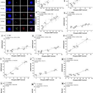 A Colocalization of phospho 53BP1 and γH2AX foci in the nucleus of