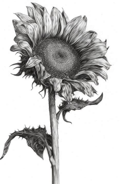 Premium AI Image | A drawing of a sunflower with a black and white pencil.