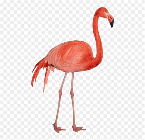 Free Png Flamingo Png Images Transparent Фламинго Пнг Png Download