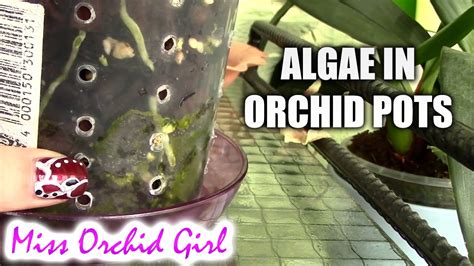 Qanda Why Are Algae Forming In My Orchid S Pot Youtube