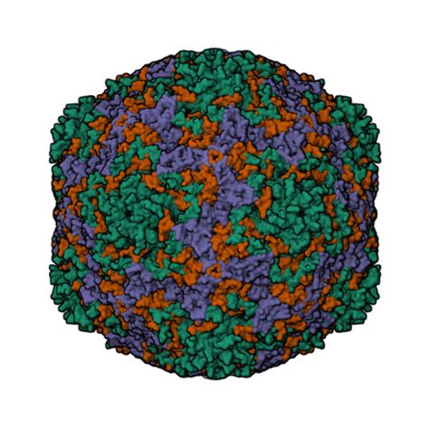 Rcsb Pdb Tag Cryo Em Structure Of Human Enterovirus D Us Mo