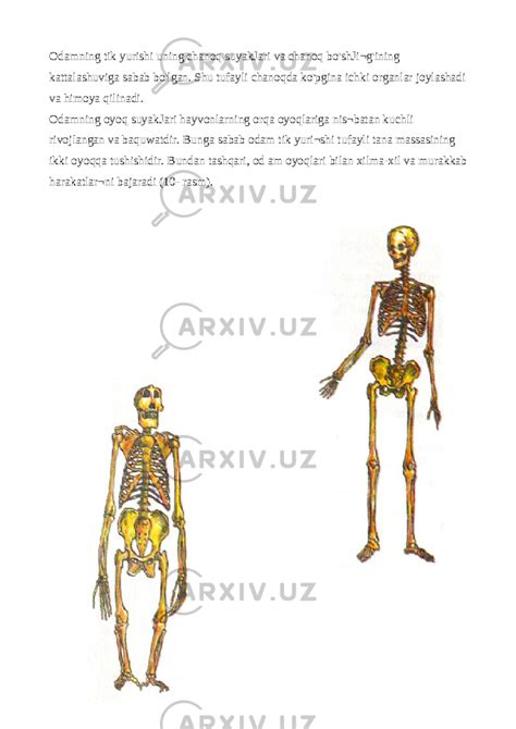 Tayanch Harakatlanish Sistemasining Tuzilishi Anatomiya Referatlar