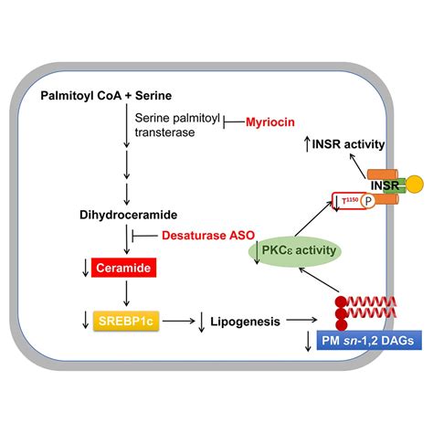 Ceramide Synthesis Inhibitors Prevent Lipid Induced Insulin Resistance