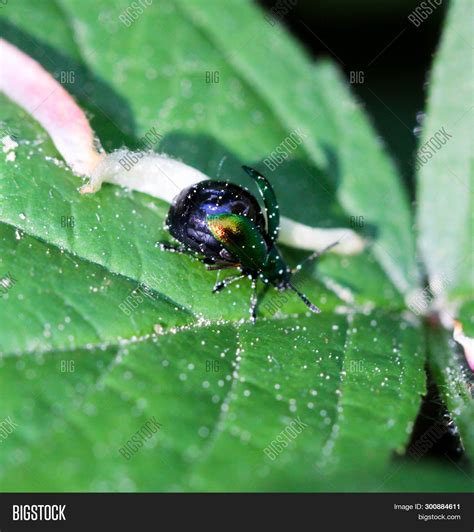 Beetles Variety Colors Image & Photo (Free Trial) | Bigstock